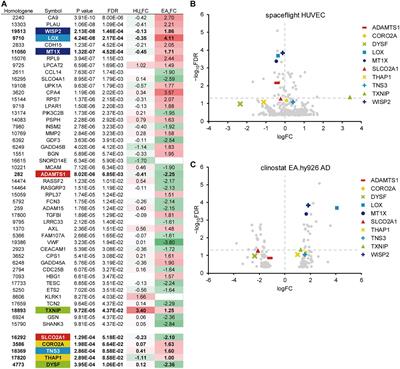 Meta-Analysis-Assisted Detection of Gravity-Sensitive Genes in Human Vascular Endothelial Cells